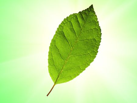 Green leaves of an aspen close upの写真素材