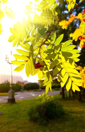Gold branch of a mountain ash against the coming sunの写真素材