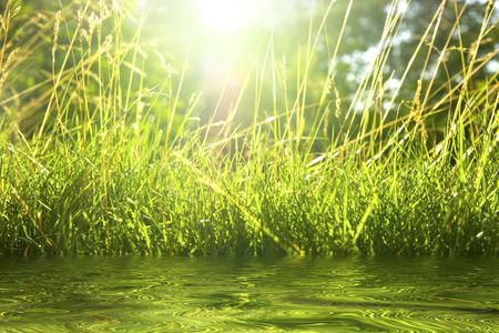 Beautiful green grass on quiet lake in sanny dayの写真素材