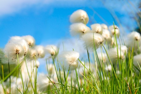 Several whites fluffes on green fieldの写真素材