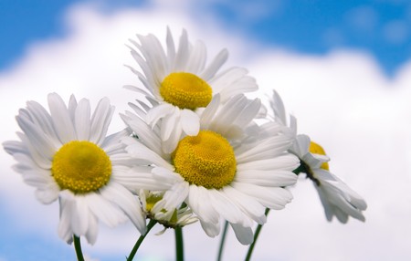 Many camomile flowers on wide field under midday sunの写真素材