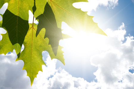 Green maple leafe  in sunny day on blue sky fone. Gold autumn.