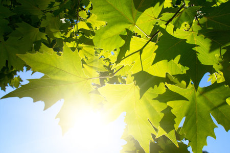 Green maple leafe  in sunny day on blue sky fone. Gold autumn.