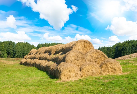 Wheat Haystacks after the harvest. Summer. Cattle-breeding farm.の写真素材