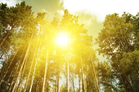 Green spruce forest. Glden sunset. Up view.の写真素材