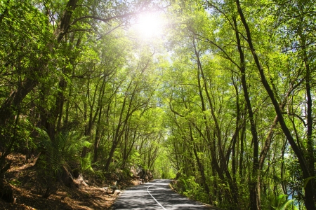 Mahe  Seychelles island  Asphalt road in tropical forest の写真素材