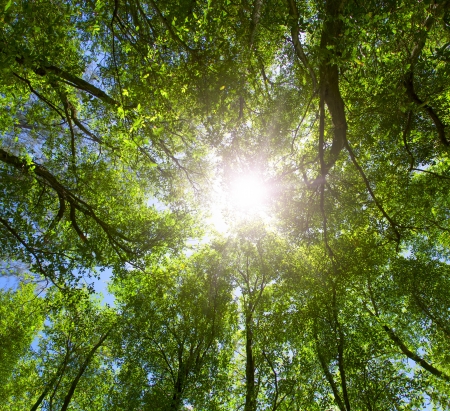 Green forest  Sun light through treetops  Summer の写真素材