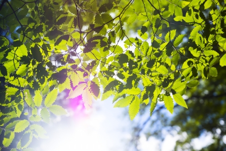 Branch green leafes on branch in sunny dayの写真素材