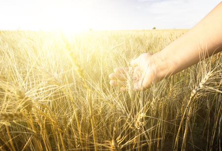 Female hand wins the ears of wheat. Agriculture. The sunset.の写真素材