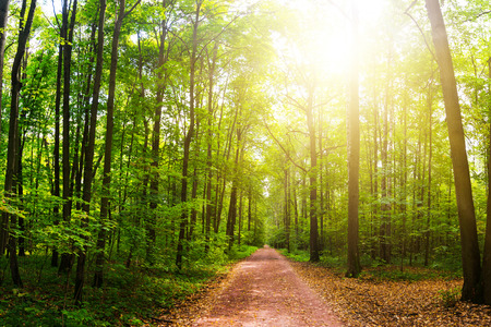 Hiking in the woods. Sunset in the Park.の写真素材