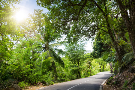 Seychelles. The road to palm jungle. Tropical Paradise.の写真素材