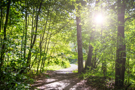 Dirt road deep in the forest. A sunset.の写真素材