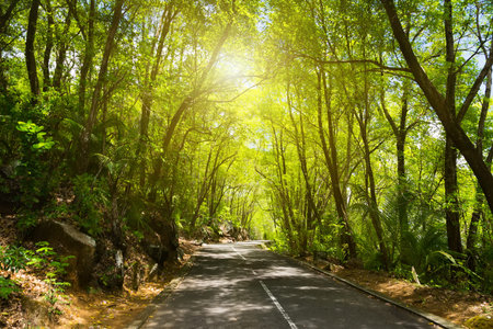 Seychelles. The road to palm jungle. Tropical Paradise.の写真素材