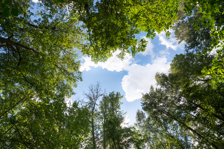 Green forest. Sun light through treetops. Summer.の写真素材
