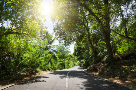 Seychelles. The road to palm jungle. Tropical Paradise.の写真素材
