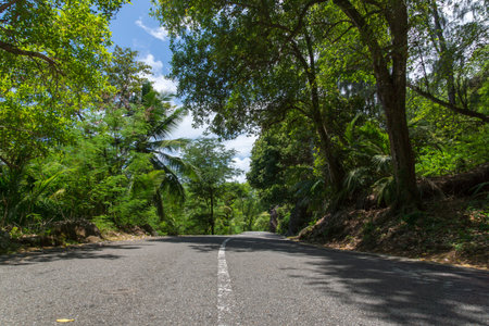 Seychelles. The road to palm jungle. Tropical Paradise.の写真素材