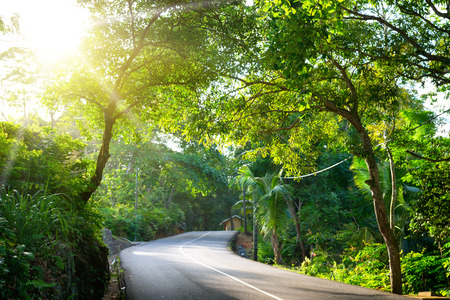 Seychelles. The road to palm jungle. Tropical Paradise.の写真素材