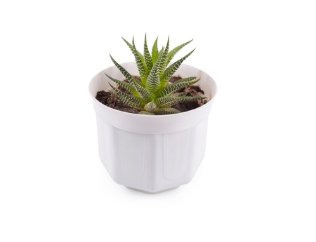 Aloe on white backgroundの写真素材