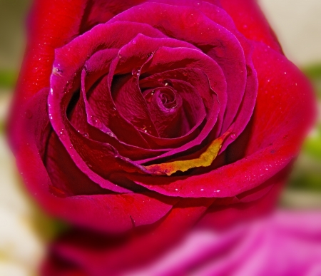 Roseの写真素材