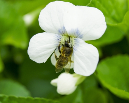 Viola whiteの写真素材