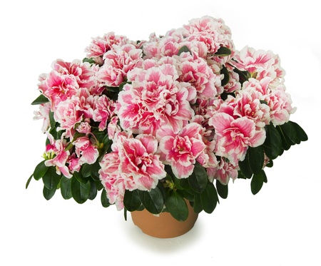 Azalea の写真素材