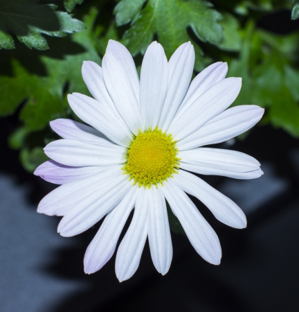 White chrysanthemum flowersの写真素材