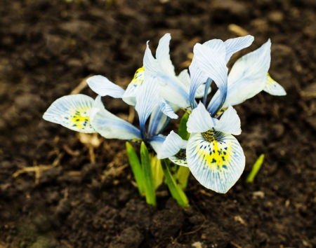 Iris pumilaの写真素材