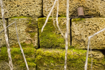 Moss on a Stone Wallの写真素材