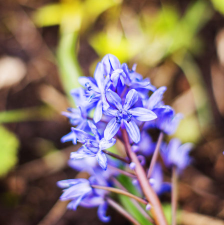 Blue Hyacinth macro