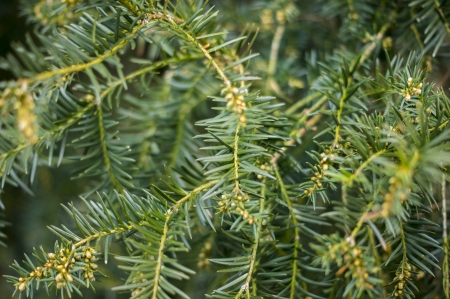 Spiky juniper tree in Springの写真素材