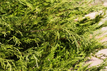 Thuja hedge close-up view.の写真素材