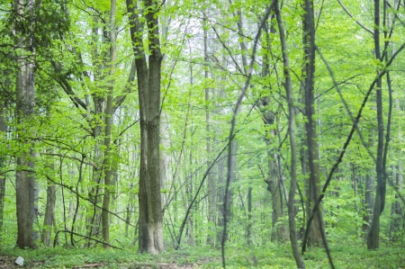 beautiful green forestの写真素材