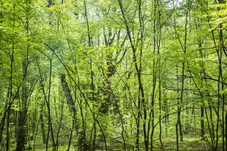 beautiful green forestの写真素材