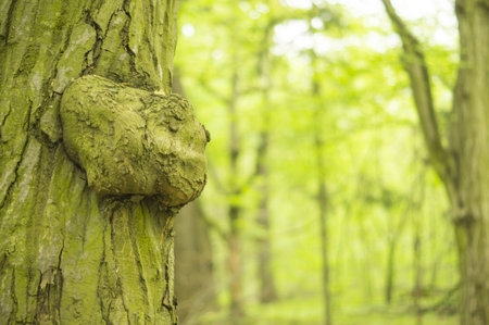 beautiful green forest