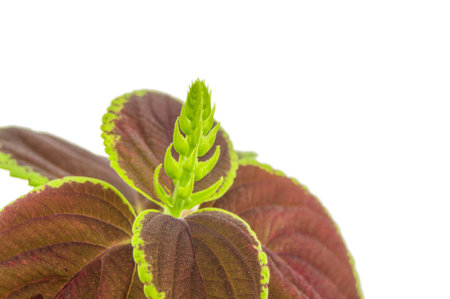 Coleus isolated over white background