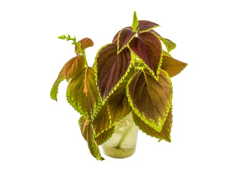 Coleus isolated over white backgroundの写真素材