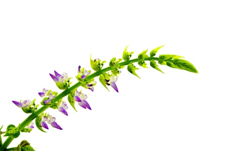 Coleus flowers isolated on white backgroundの写真素材