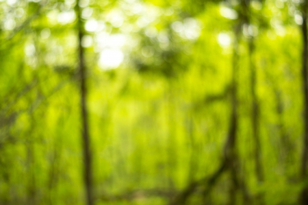 Beautiful Nature Bokeh.Blurred backgroundの写真素材