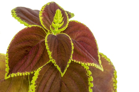 Coleus isolated over white backgroundの写真素材