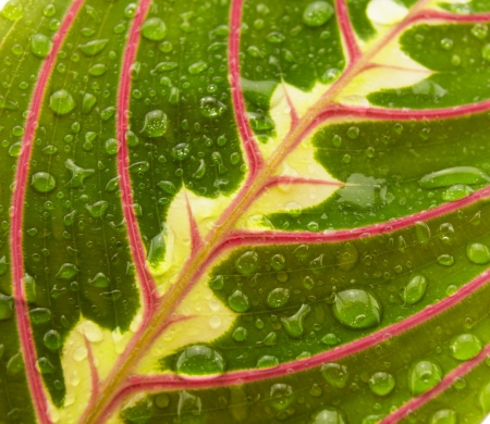 Maranta houseplant on a white backgroundの写真素材
