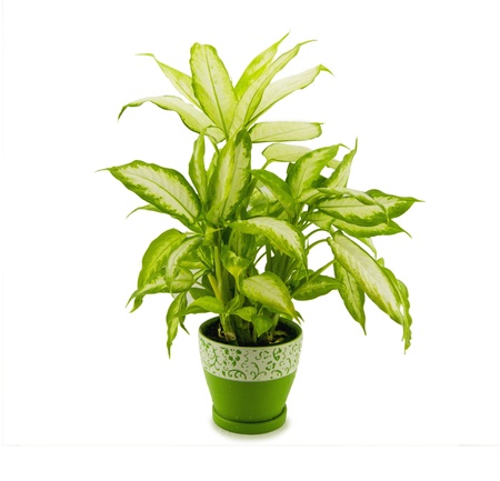 dieffenbachia grows in flowerpot isolated on whiteの写真素材