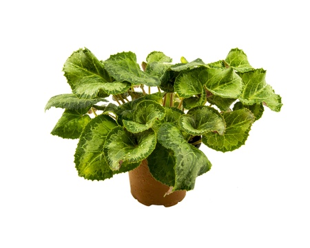 Cyclamen leaves isolated on white backgroundの写真素材