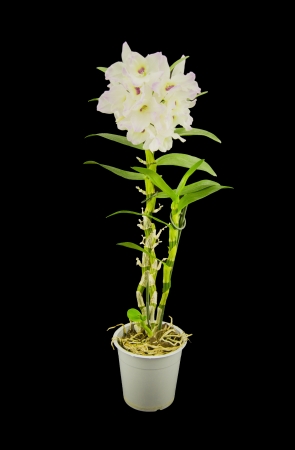 Beautiful white innocent orchid (Phalaenopsis) on a black backgroundの写真素材