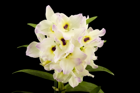 Beautiful white innocent orchid (Phalaenopsis) on a black backgroundの写真素材