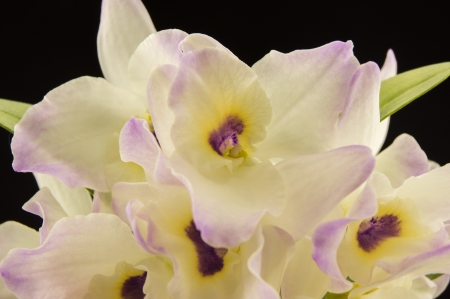 Beautiful white innocent orchid  Phalaenopsis  on a black backgroundの写真素材