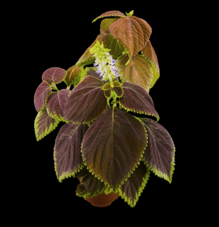 Coleus flowers isolated on black backgroundの写真素材