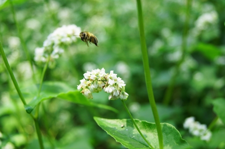 Buckwheat flower closeupの写真素材