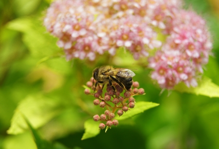 bee on Spiraeaの写真素材
