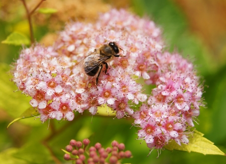 Spiraea purpleの写真素材