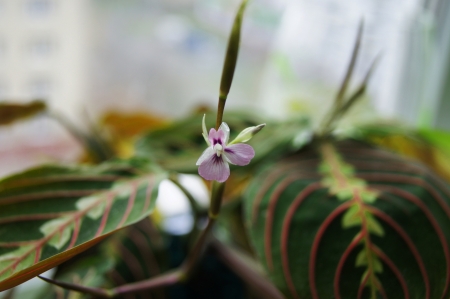 flower Maranta tricolorの写真素材